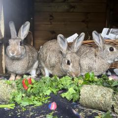 Flopsy, Mopsy and Benji are looking for a home