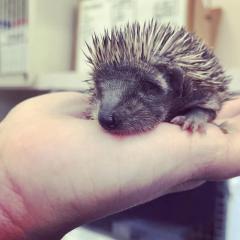 Hoglet Advice