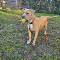 Simba is looking for a home