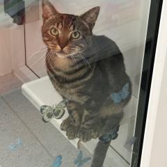 Anubis is looking for a rural home