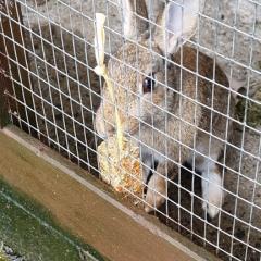 Flopsy, Mopsy and Benji are looking for a home