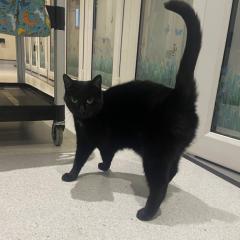 Chewy is looking for a home