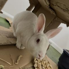 Elsie is looking for a home!