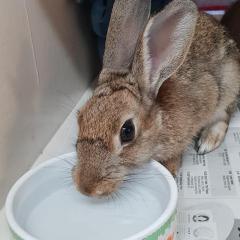 Flopsy, Mopsy and Benji are looking for a home