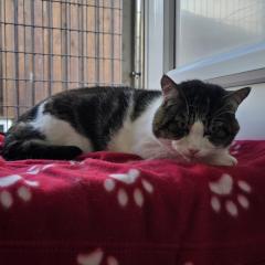 Garfield needs a home!