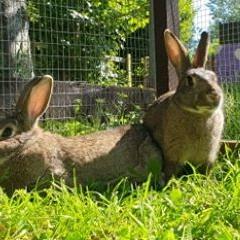 Hazel and Lavender are reserved!!