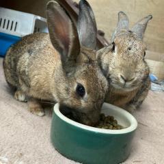 Hazel and Lavender - Need a Home!