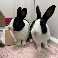 Isabelle and Mabel are looking for a home!