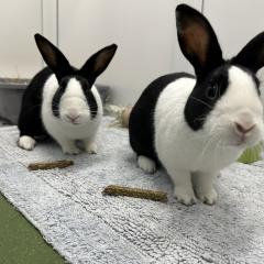 Timmy and Tommy are looking for a home!