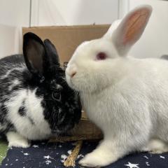 Poppy and Crispin - looking for a home!