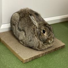 Julian is looking for a home!