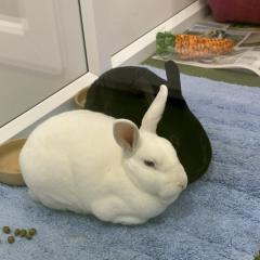 Spike and Buffy - Looking for a home together!