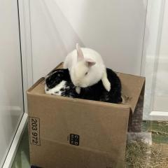Poppy and Crispin - looking for a home!