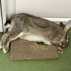 Julian is looking for a home!