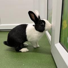 Missy is looking for a home!