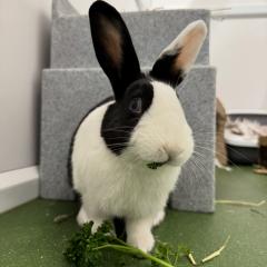 Missy is looking for a home!