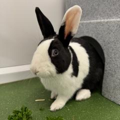 Missy is looking for a home!