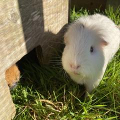 Cheeky and Scruffy need a new home! 