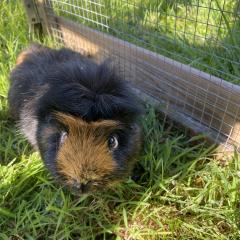 Cheeky and Scruffy need a new home! 