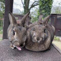 Hazel and Lavender - Need a Home!