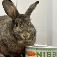 Julian is looking for a home!