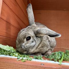Crepe Suzette is looking for a home!