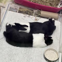 Isabelle and Mabel are looking for a home!