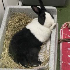 Percy is looking for a new home!