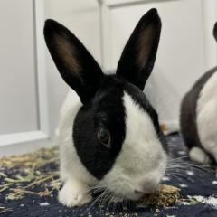 Percy is looking for a new home!