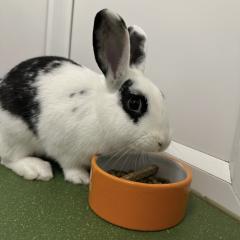 Porthos is looking for a home!