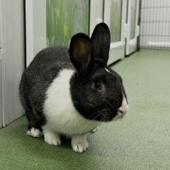 Jupiter is looking for a home!