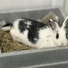 Porthos is looking for a home!