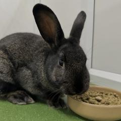 Athos is looking for a home!