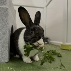 Jupiter is looking for a home!