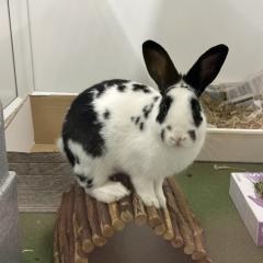 Pluto is looking for a home!