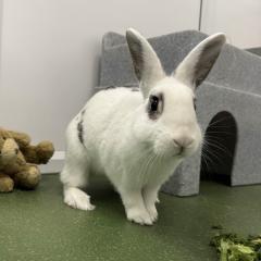 D'Artagnan is looking for a home!