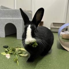 Venus is looking for a home!