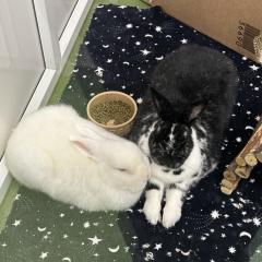 Poppy and Crispin - looking for a home!