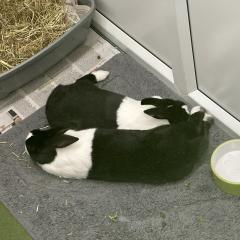 Timmy and Tommy are looking for a home!