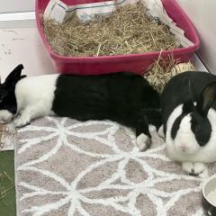 Isabelle and Mabel are looking for a home!