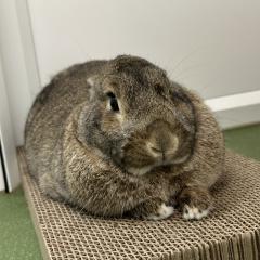Julian is looking for a home!