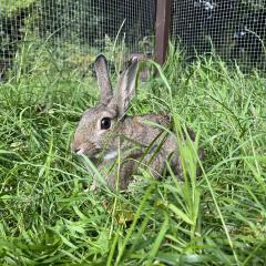 Crumpet and Toast are looking for a home!