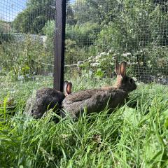 Crumpet and Toast are looking for a home!