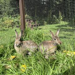 Crumpet and Toast are looking for a home!