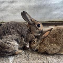 Butterscotch and Trixie - Looking for a home!