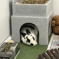 Florence is looking for a home!