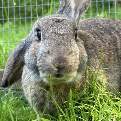 Crepe Suzette is looking for a home!