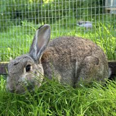 Crepe Suzette is looking for a home!