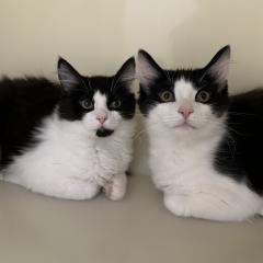 Tulip and Daffodil - looking for a very special home!