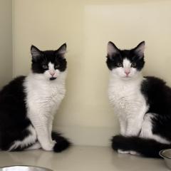 Tulip and Daffodil - looking for a very special home!